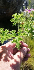 Pelargonium scabroide