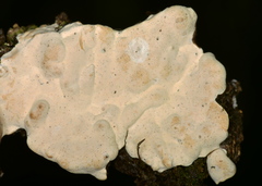 Hyphoderma