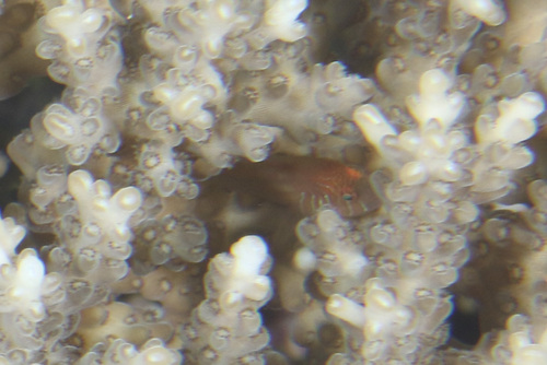 Gobiodon rivulatus observed 2025-09-25
