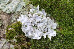 Physcia tribacia