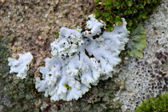 Physcia tribacia
