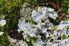 Physcia tribacia