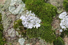 Physcia tribacia