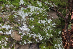 Physcia tribacia