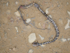 Chironius grandisquamis