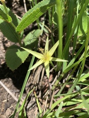 Empodium monophyllum