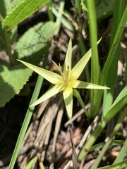 Empodium monophyllum
