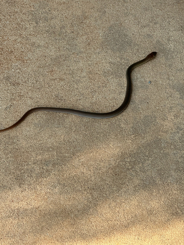 Greater Black Whipsnake sighting