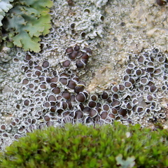 Lecanora pseudistera