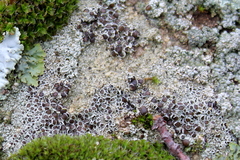 Lecanora pseudistera