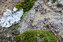 Lecanora pseudistera