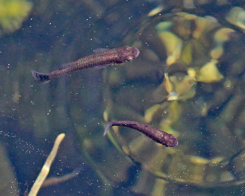 Eastern Mosquitofish