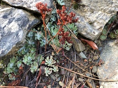 Sedum oblanceolatum