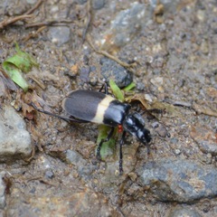 Chauliognathus tripartitus