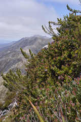 Protea venusta
