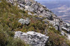 Protea venusta