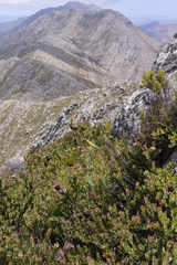 Protea venusta