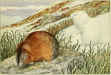 Nelson's Collared Lemming (Dicrostonyx nelsoni) — Least Concern Mammalia