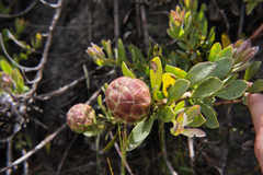 Protea venusta