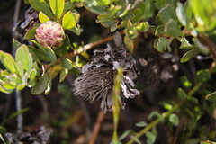 Protea venusta