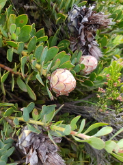 Protea venusta