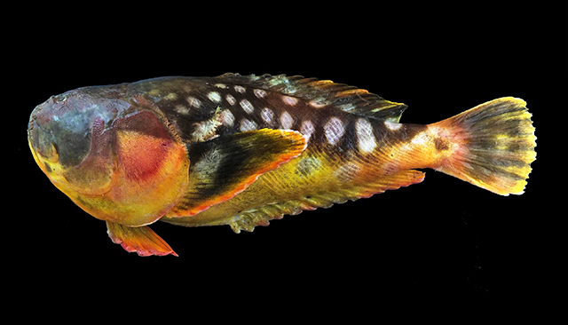 Whitespotted Stargazer