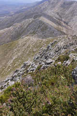 Protea venusta