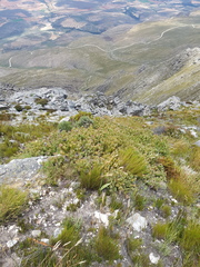 Protea venusta