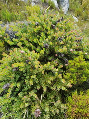 Protea venusta