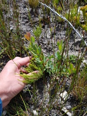 Protea venusta