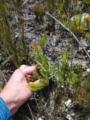Protea venusta