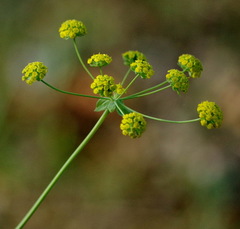 Bupleurum americanum