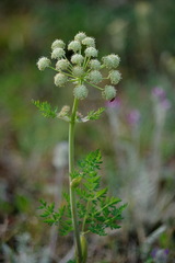 Cnidium cnidiifolium