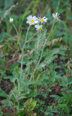 Erigeron glabellus pubescens