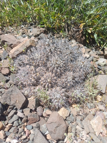 Copiapoa fiedleriana