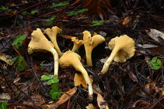 Cantharellus formosus