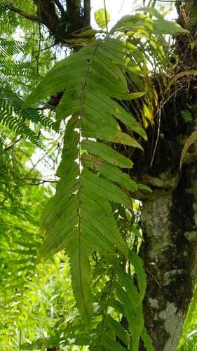 Goniophlebium subauriculatum observed 2025-05-10