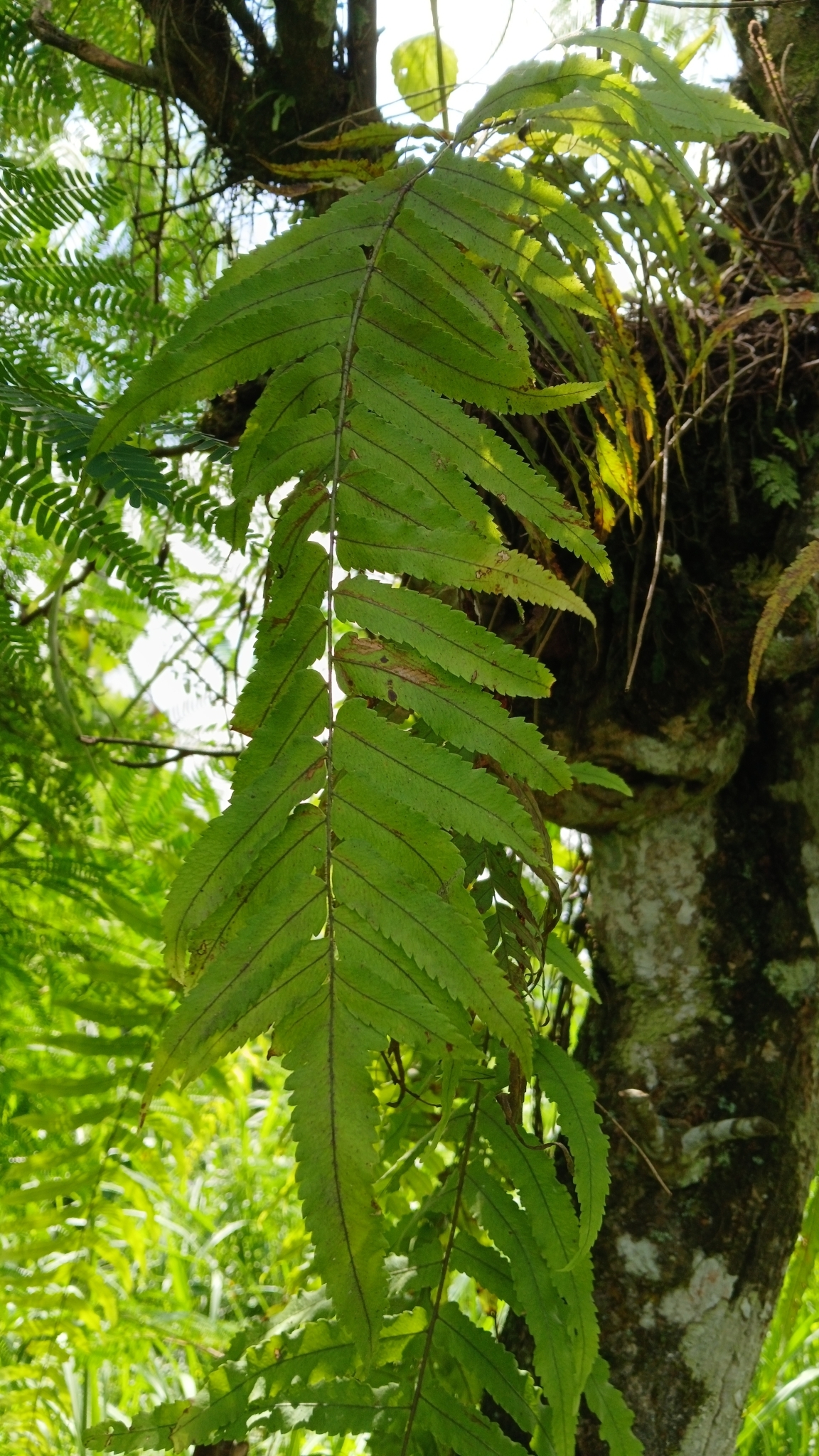 Imagem de Goniophlebium subauriculatum