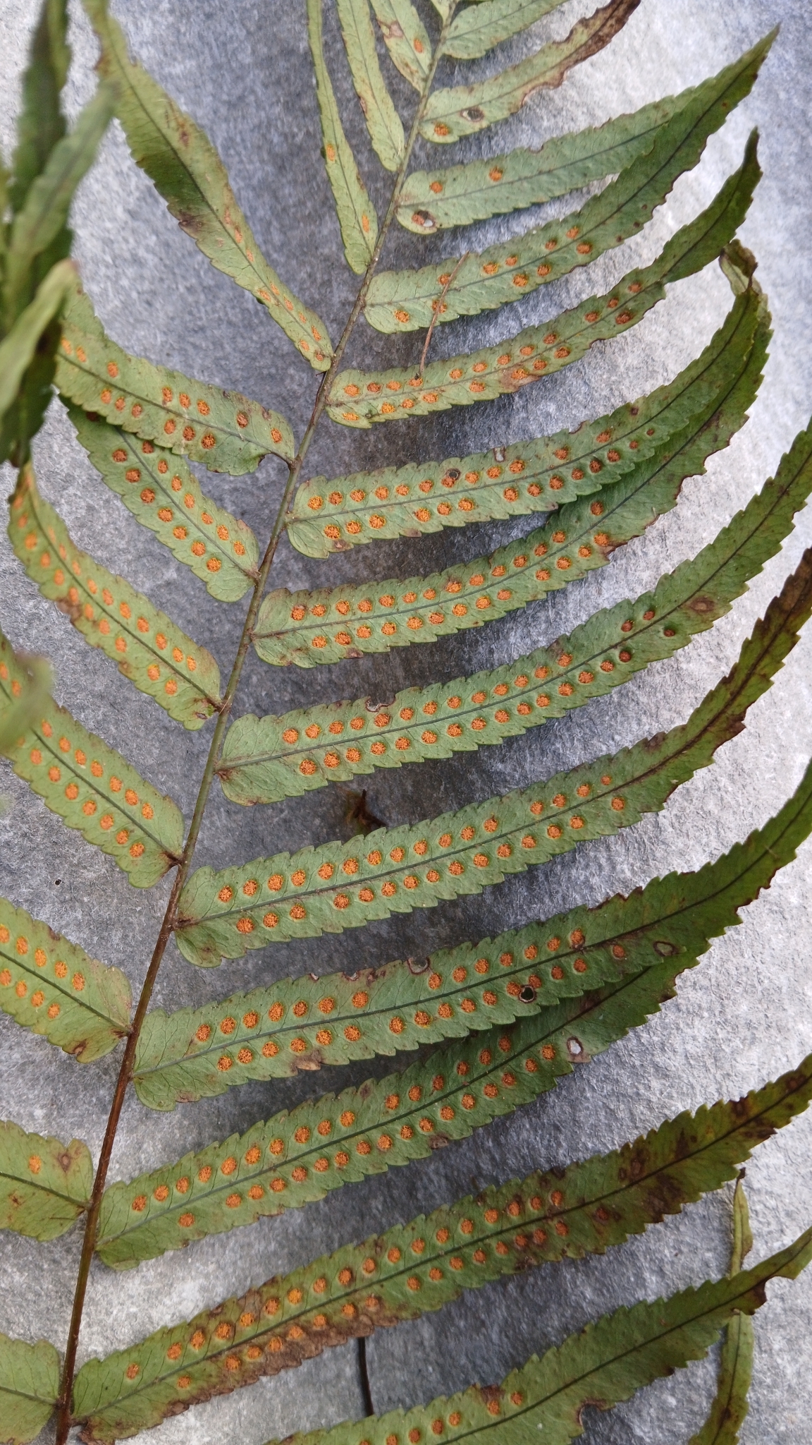 Imagem de Goniophlebium subauriculatum