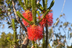 Melaleuca sparsa