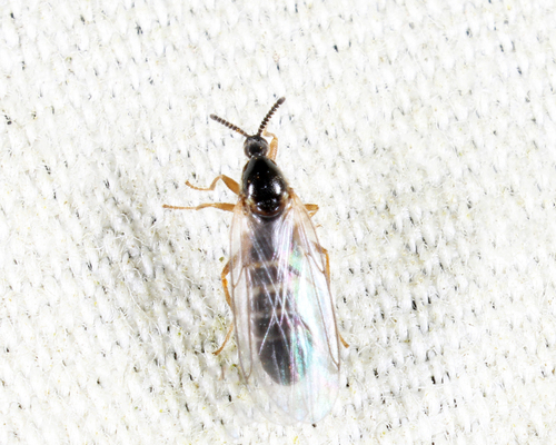 Unknown species found near Groton yard, MA, USA