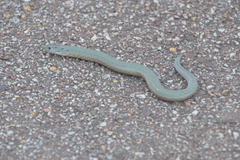 Pygopus lepidopodus