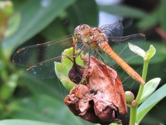 Sympetrum striolatum