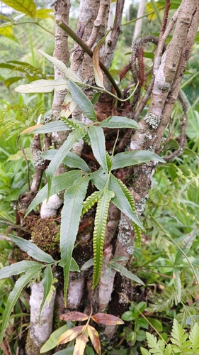 Davallia pentaphylla observed 2025-03-19