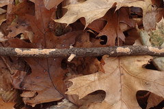 Corticium roseum
