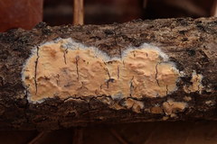 Corticium roseum