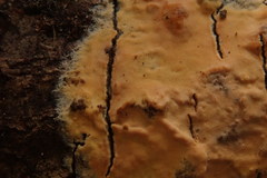 Corticium roseum
