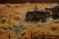 Corticium roseum