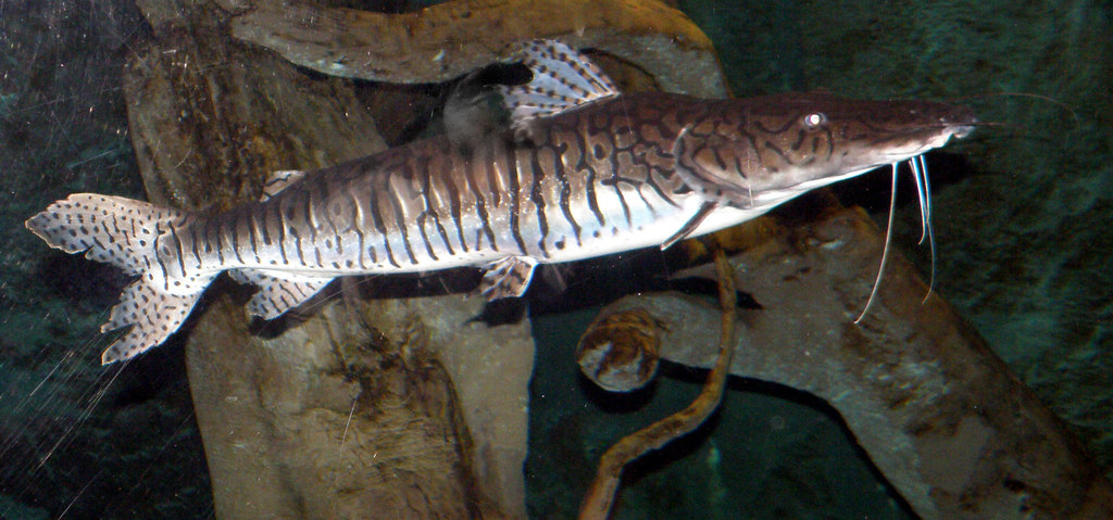 Barred Sorubim