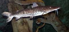 Barred Sorubim photo 1